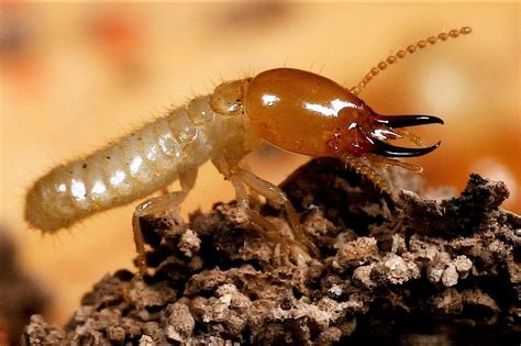 Kraliçe termit